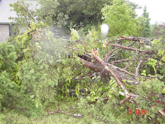 Tree pushed all the way to the ground during the storm.
